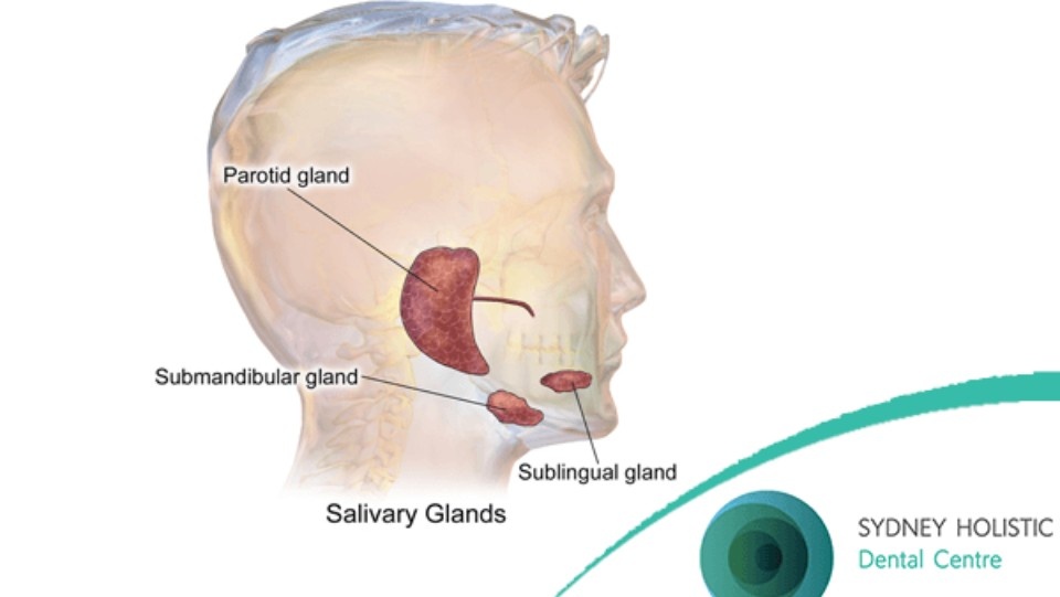 human salivary glands