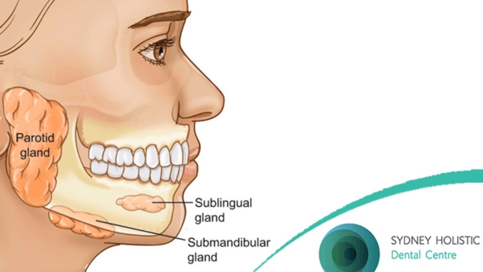 human salivary glands