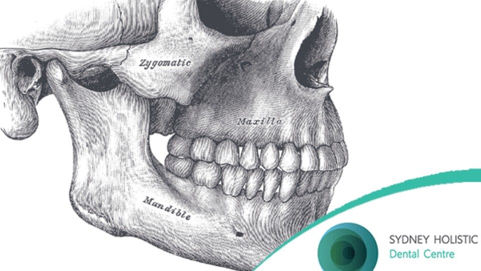 human skull focusing on the jaw and facial bones