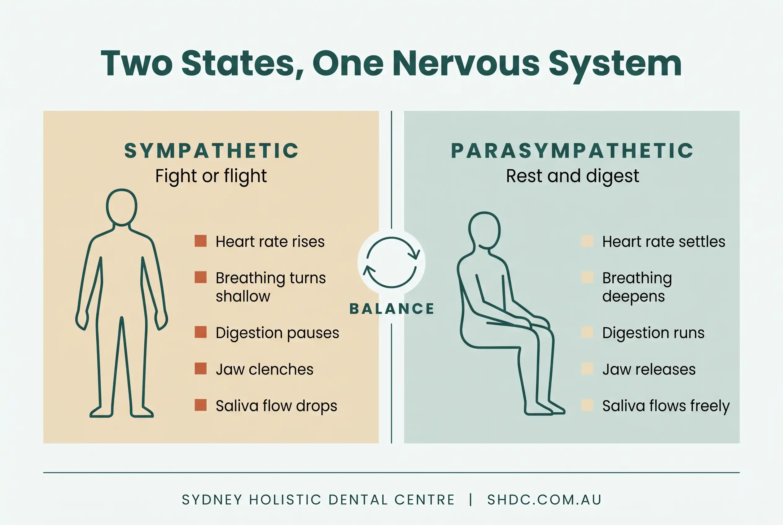 Diagram comparing the sympathetic fight-or-flight state and the parasympathetic rest-and-digest state and their effects on the body